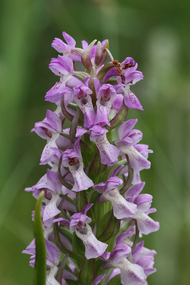 Steifblättriges Knabenkraut (Dactylorhiza incarnata subsp. incarnata)