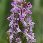 Steifblättriges Knabenkraut (Dactylorhiza incarnata subsp. incarnata)