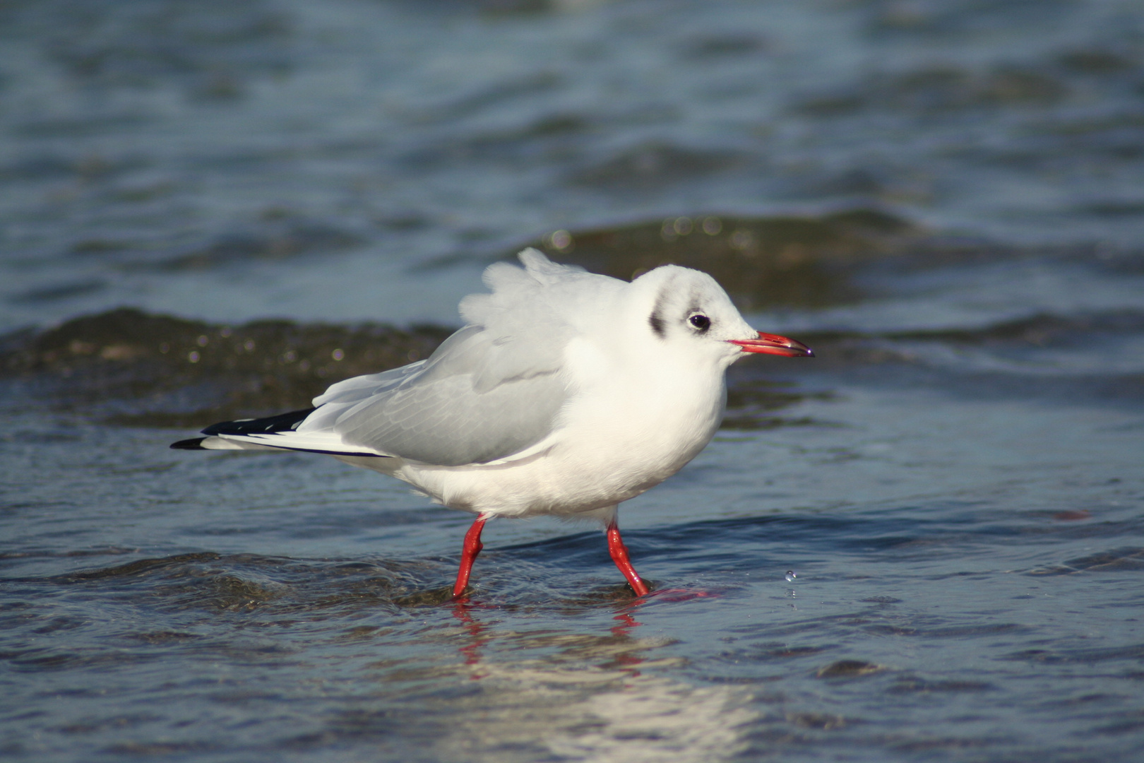 Steife Brise Foto &amp; Bild | tiere, wildlife, wild lebende vögel Bilder ...