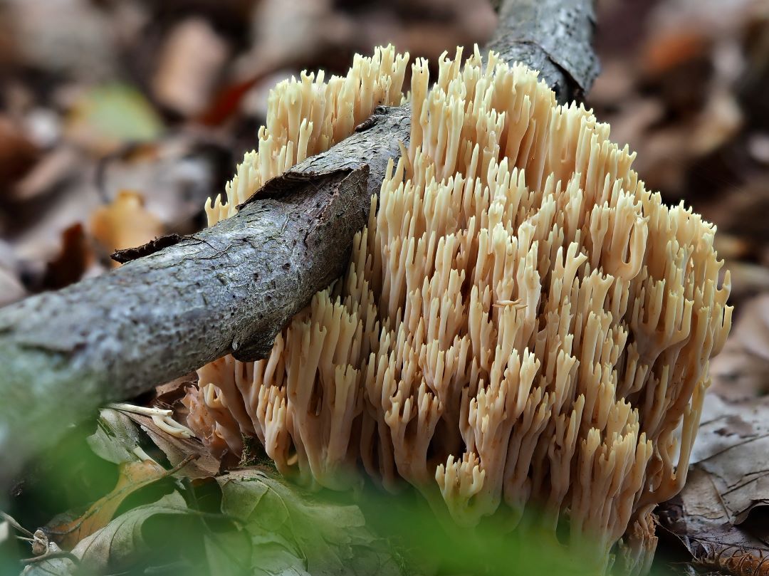 Steife Koralle Ramaria stricta