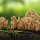 Steife Koralle (Ramaria stricta)