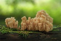 Steife Koralle (Ramaria stricta)