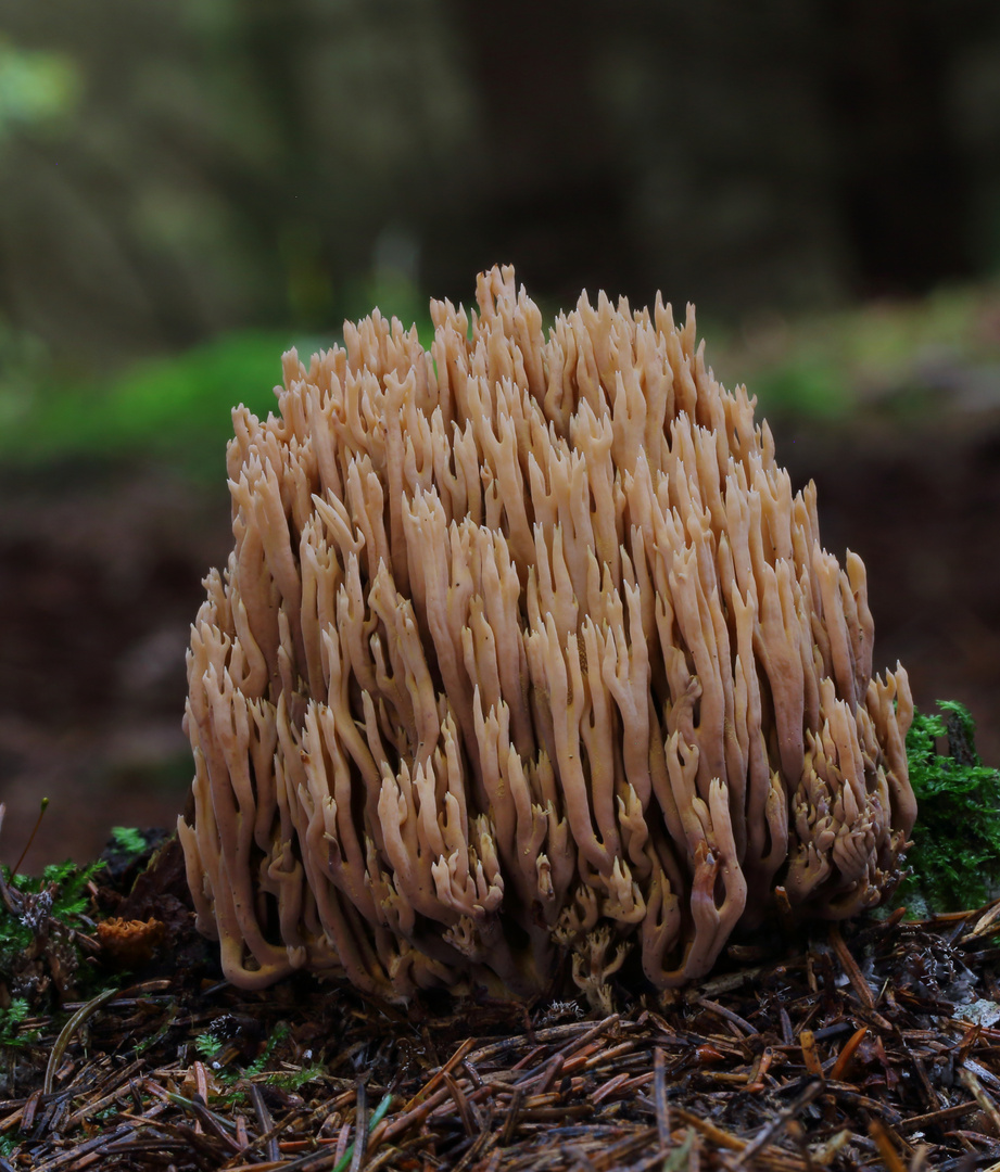 Steife Koralle / RAMARIA STRICTA