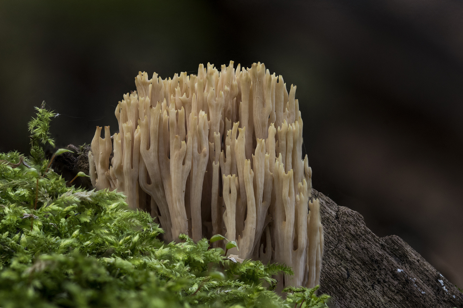  Steife Koralle -  Ramaria stricta