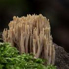  Steife Koralle -  Ramaria stricta