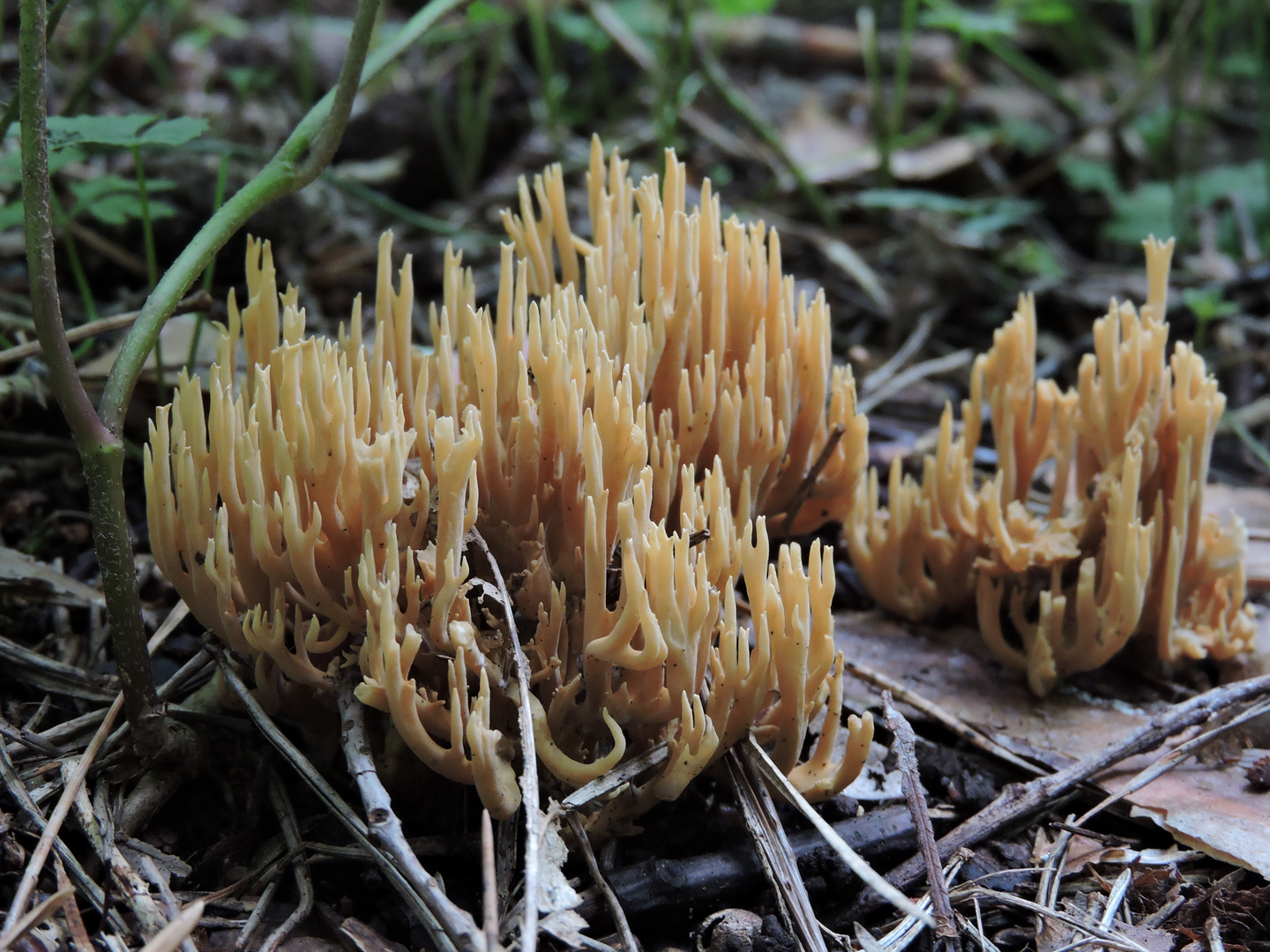 Steife Koralle (Ramaria stricta)