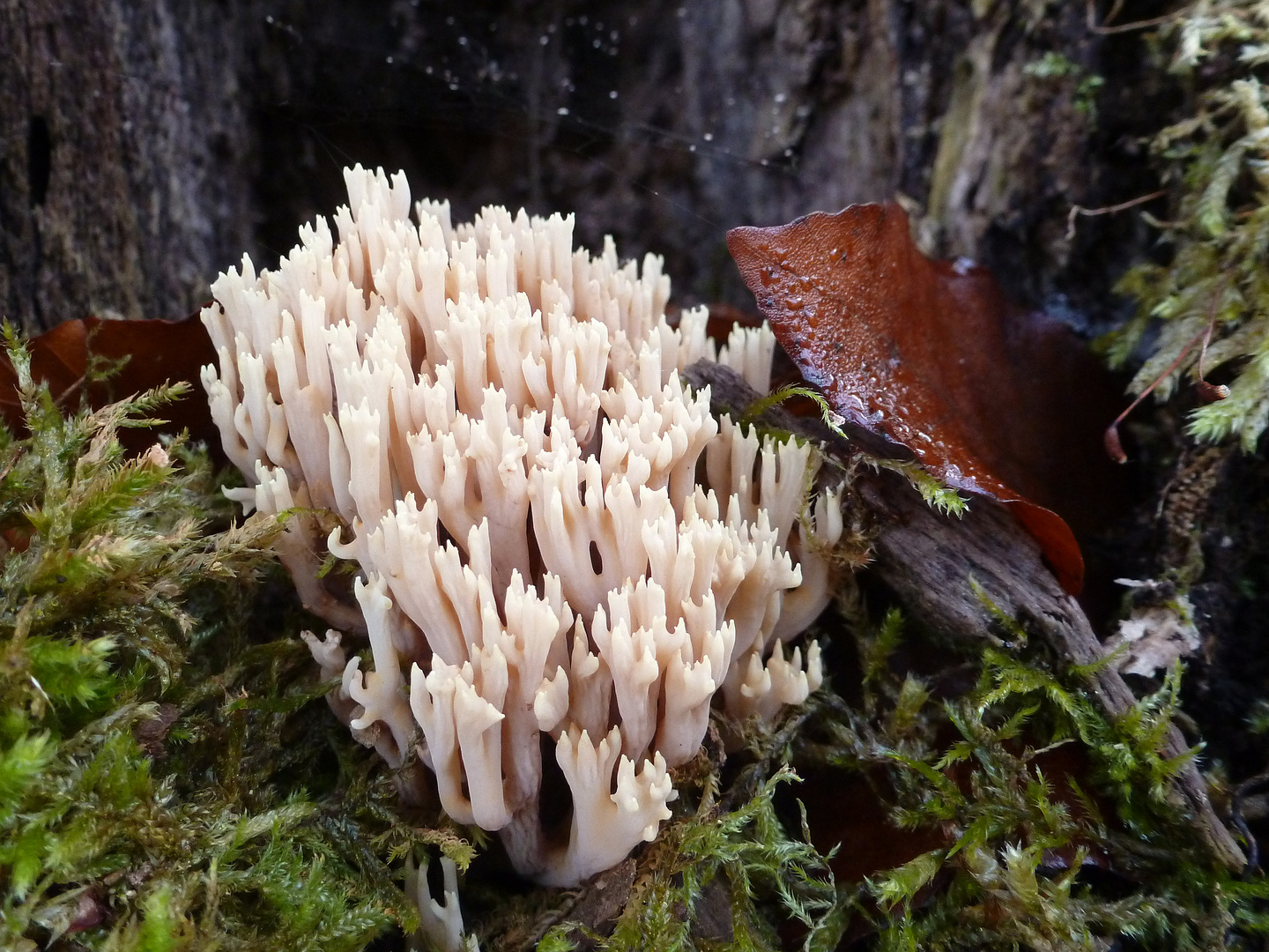 Steife Koralle (Ramaria stricta) ...