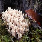 Steife Koralle (Ramaria stricta) ...