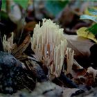 Steife Koralle - Ramaria stricta