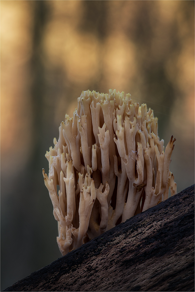 steife Koralle (Ramaria stricta)