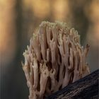 steife Koralle (Ramaria stricta)