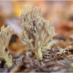 steife koralle (ramaria stricta).....