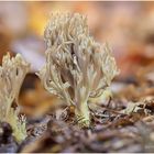 steife koralle (ramaria stricta).....