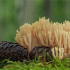 Steife Koralle (Ramaria stricta)