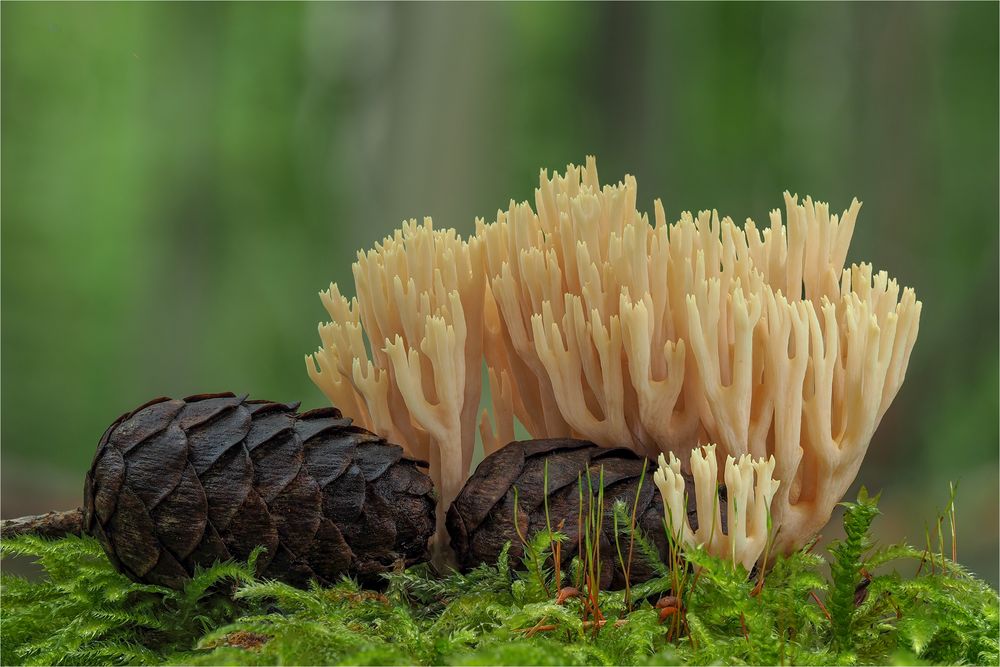 Steife Koralle (Ramaria stricta)