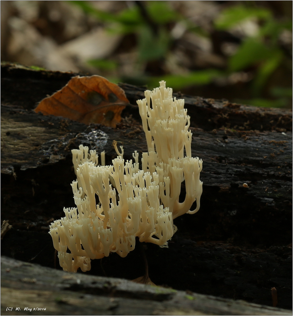 Steife Koralle (Ramaria stricta)...