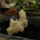 Steife Koralle (Ramaria stricta)...