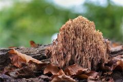 Steife Koralle (Ramaria stricta)