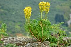 Steife Wolfsmilch (Euphorbia rigida)