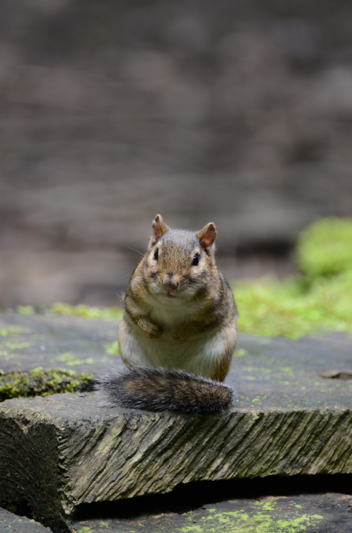 Steifenhörnchen