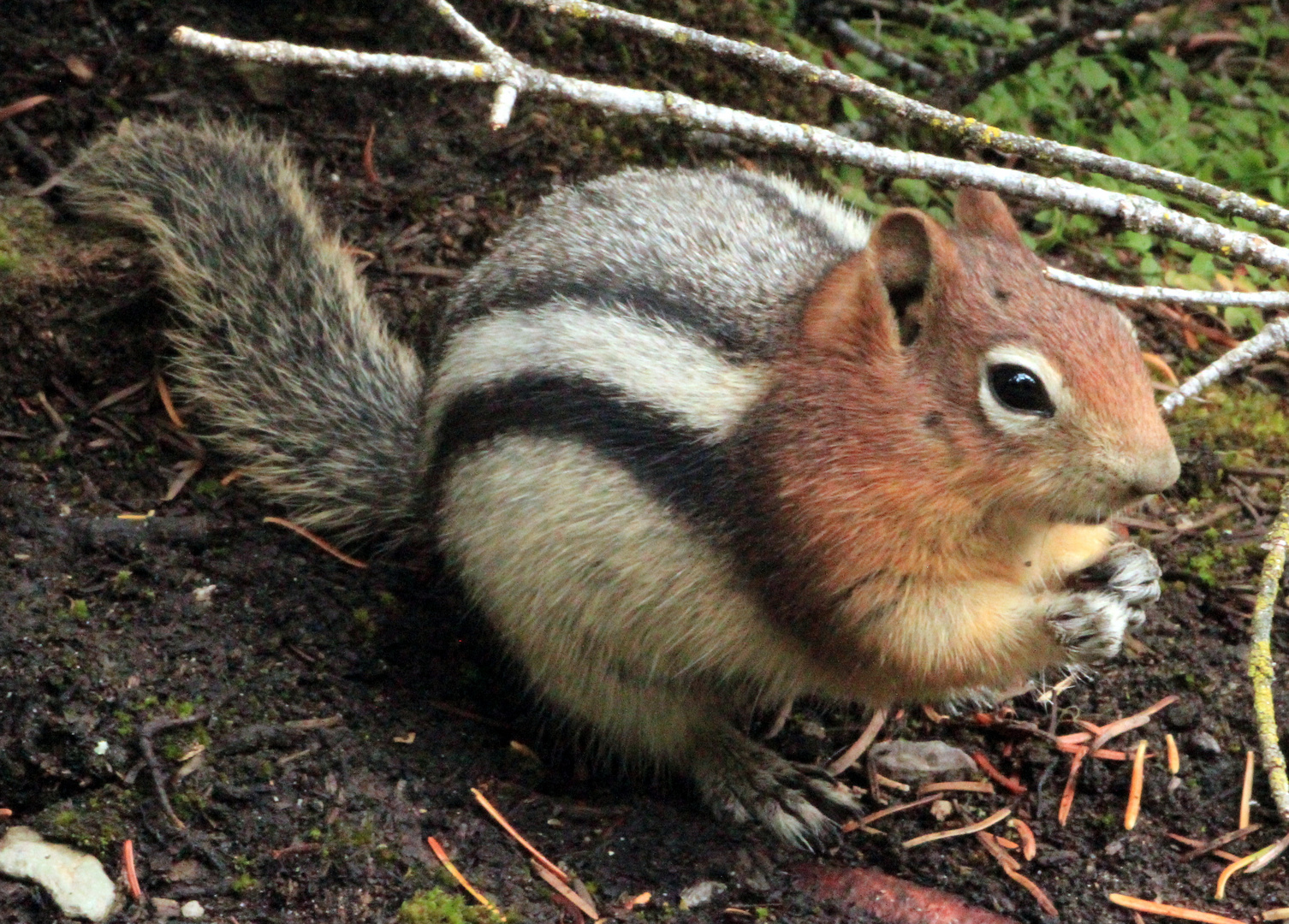 Steifenhörnchen bei der Vorratssuche