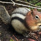 Steifenhörnchen bei der Vorratssuche