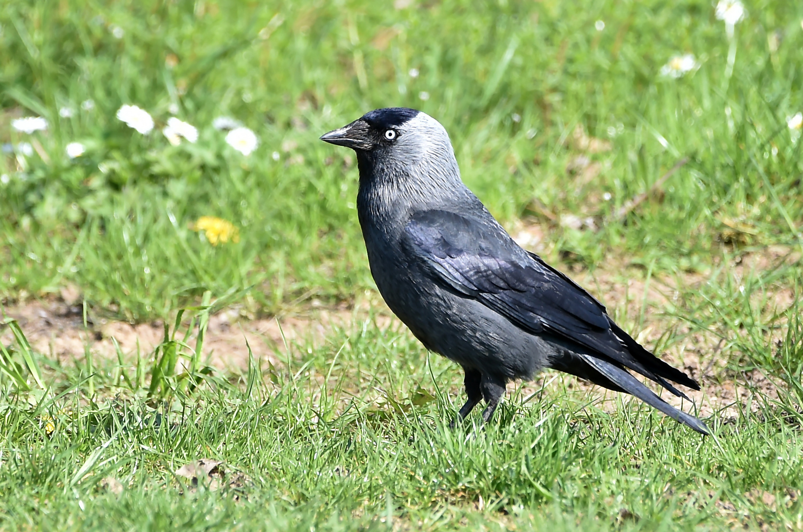 Steiff Augen