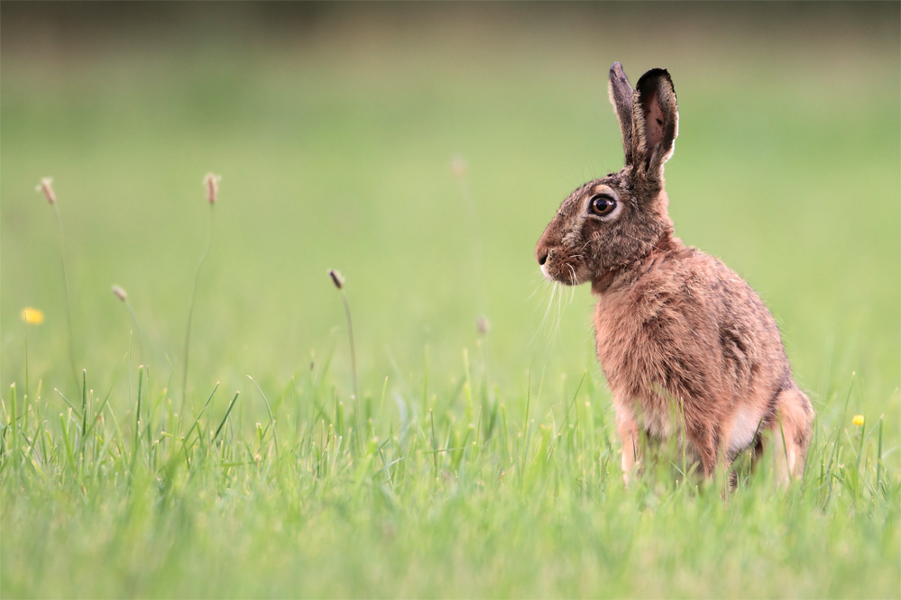 Steiff-Hase