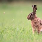 Steiff-Hase