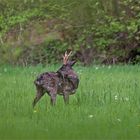 Steiff - ohne Knopf im Ohr   . . .