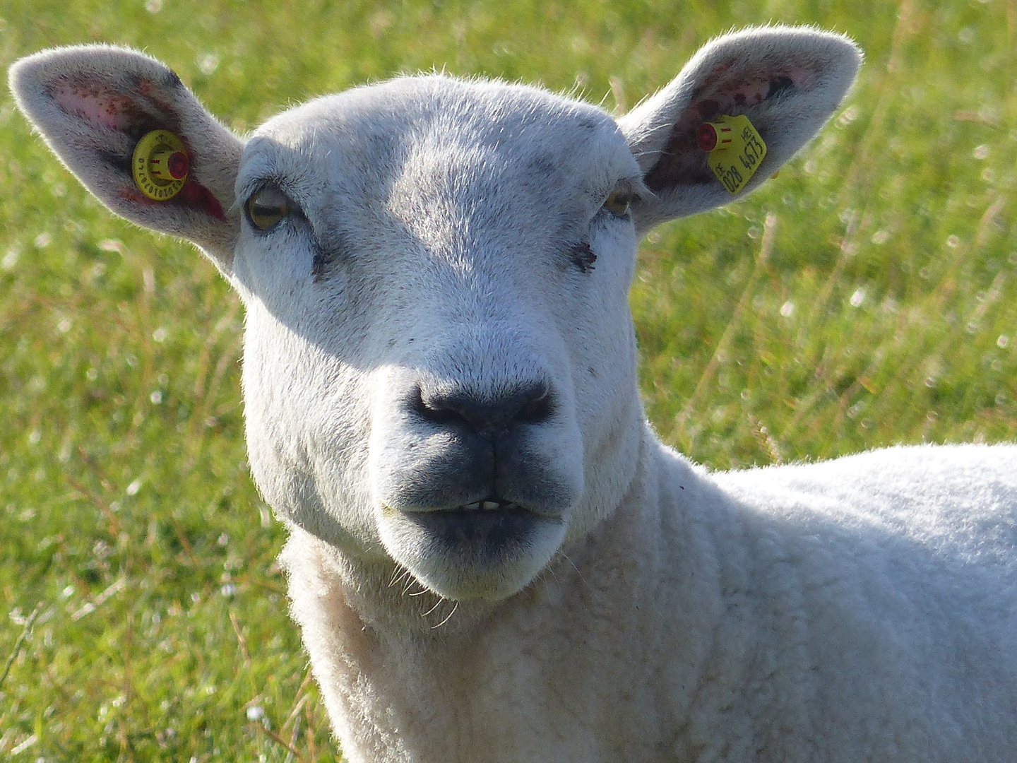 Steiftier mit Ohrmarke