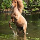 Steige-Maus im Wasser