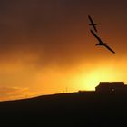 ... steigen die Tölpel auf zum letzten Flug des Tages