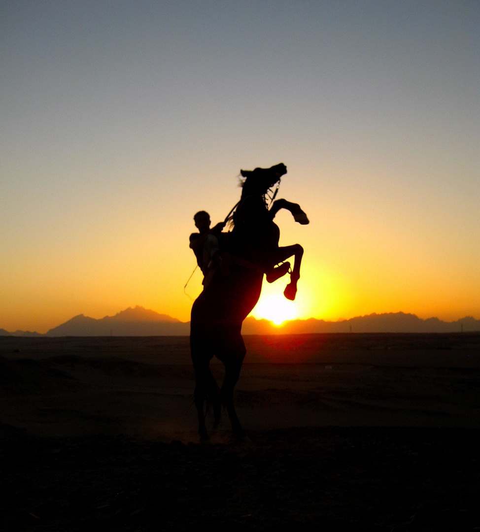 Steigender Araberhengst