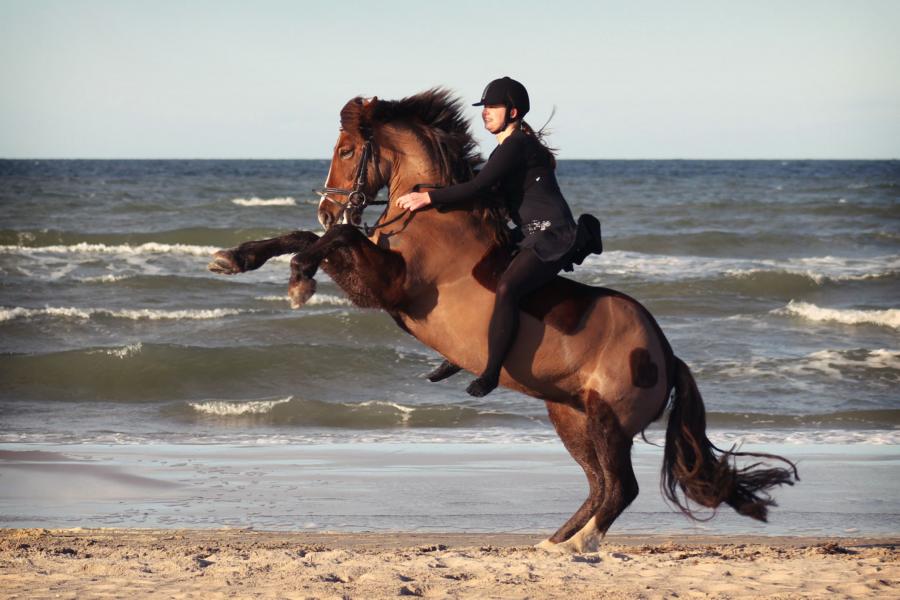 Steigendes Pferd am Strand