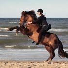 Steigendes Pferd am Strand