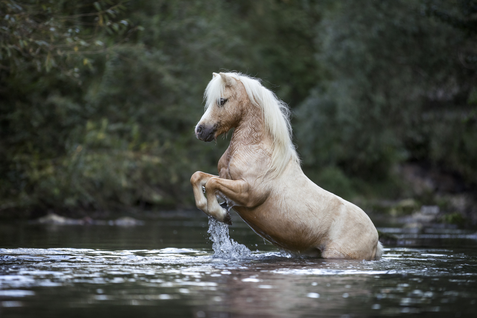 Steigendes Pony im Fluss