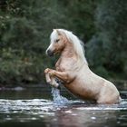 Steigendes Pony im Fluss