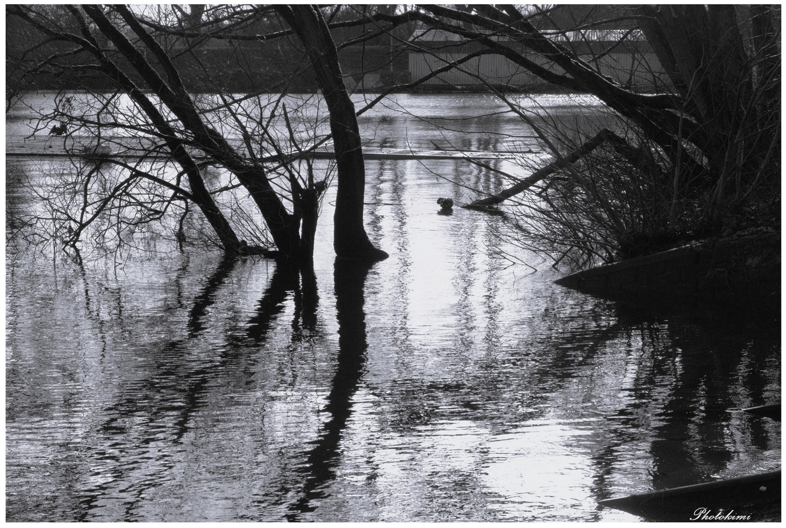 Steigendes Wasser am Rhein (I)