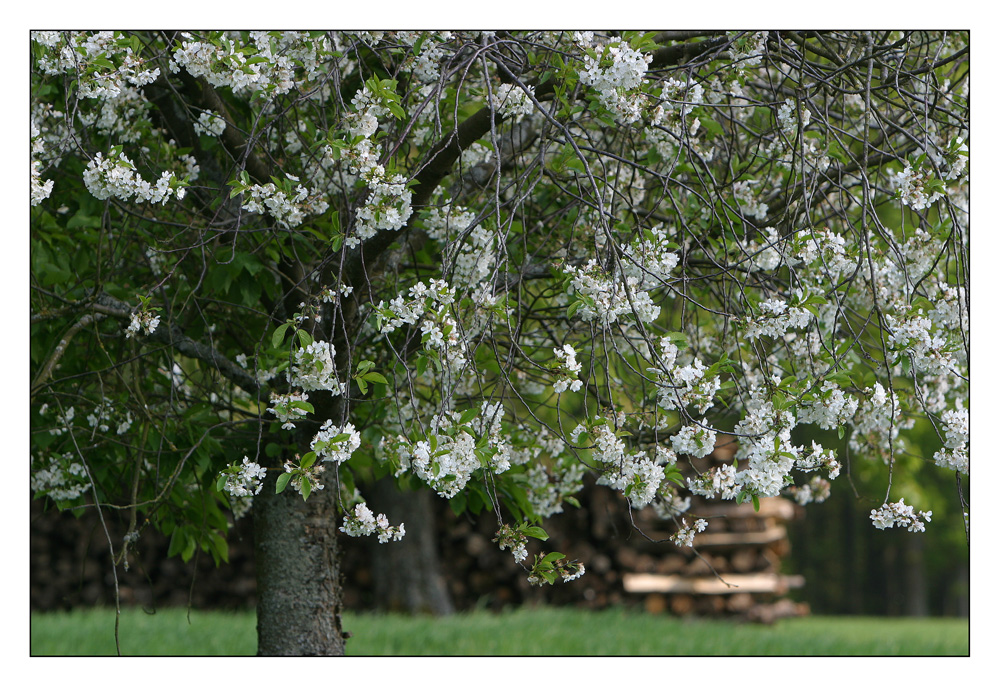 Steigerwälder Frühling (I)