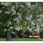 Steigerwälder Frühling (I)