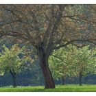 Steigerwälder Frühling (II)