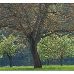 Steigerwälder Frühling (II)