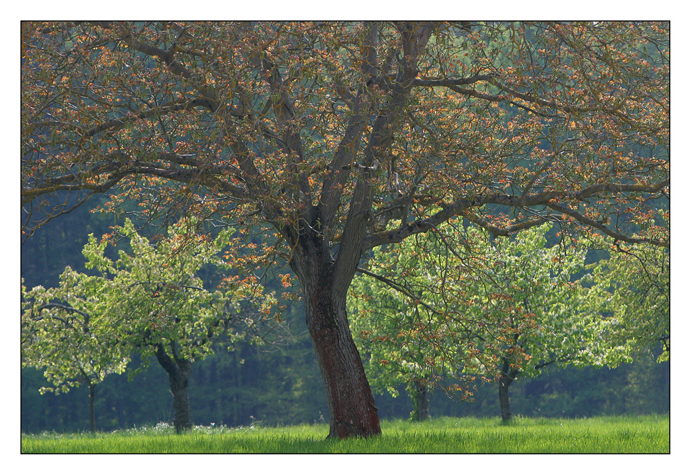 Steigerwälder Frühling (II)