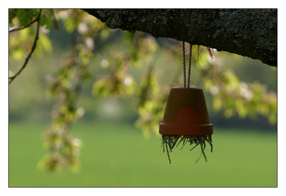 Steigerwälder Frühling (III)