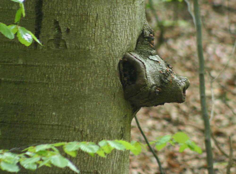 Steigerwaldbär