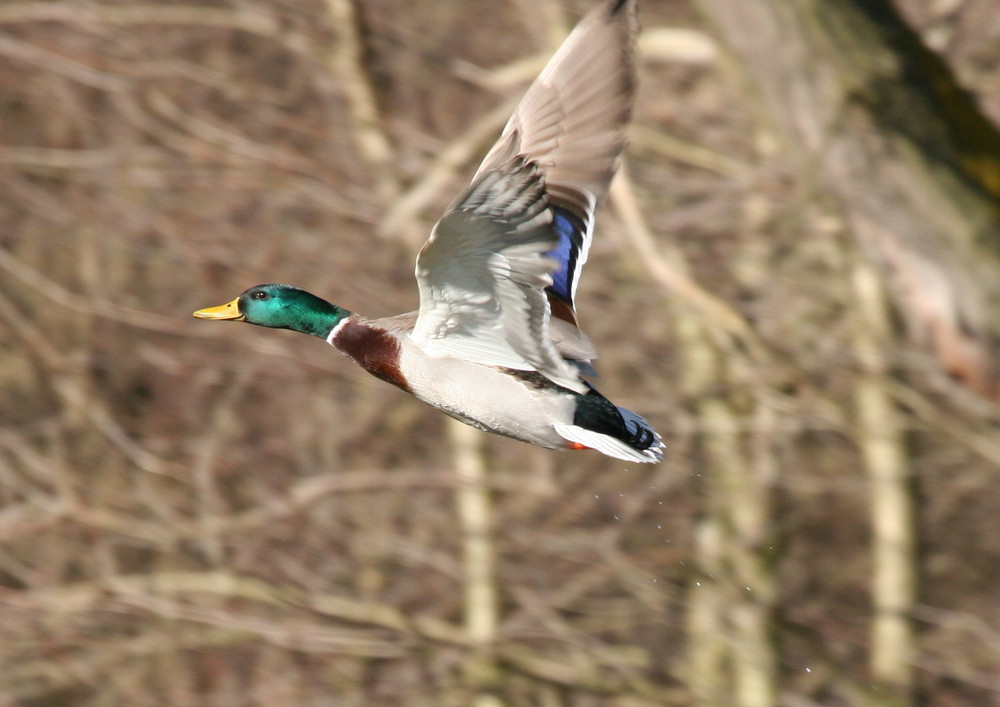 Steigflug