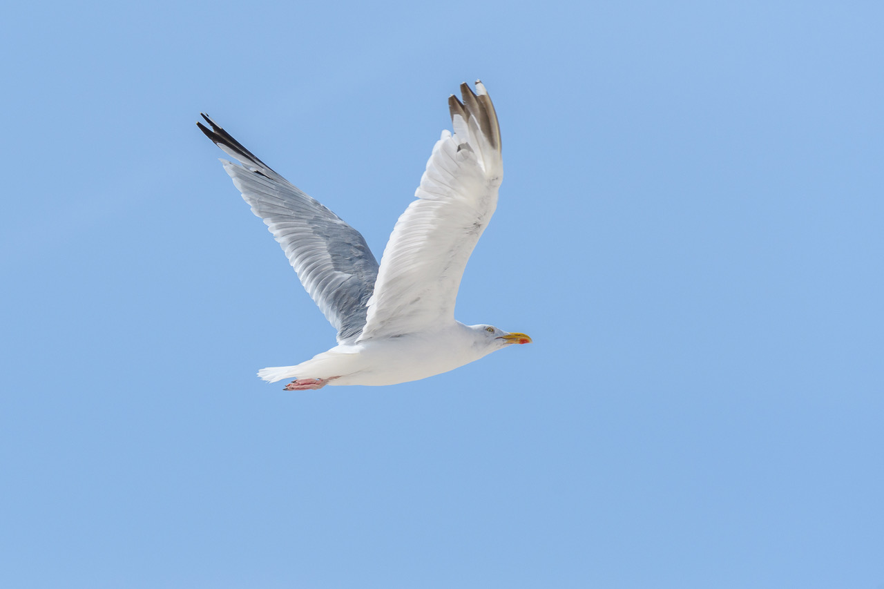 Steigflug