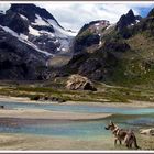 Steigletscher  ,  Kt. Bern .