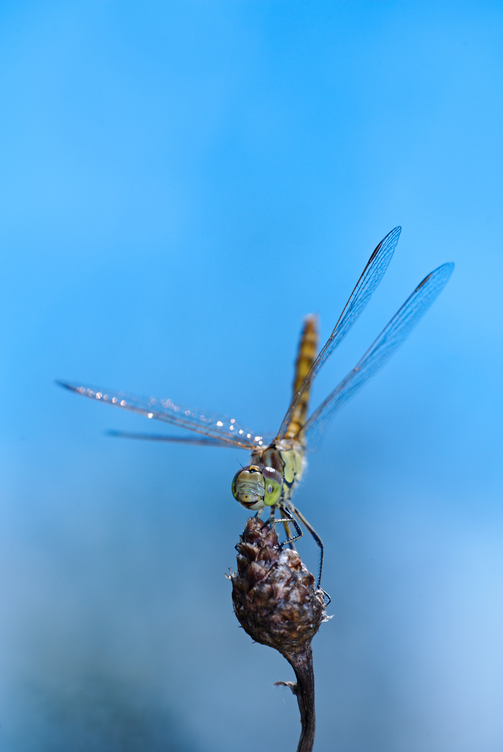 Steile Perspektive - Große Heidelibelle (Sympetrum striolatum)